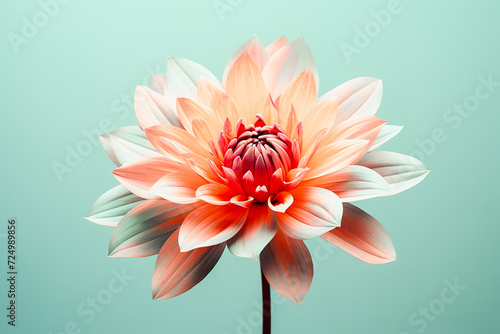Vibrant Dahlia Flower in Full Bloom against Teal Background. Generative AI image photo