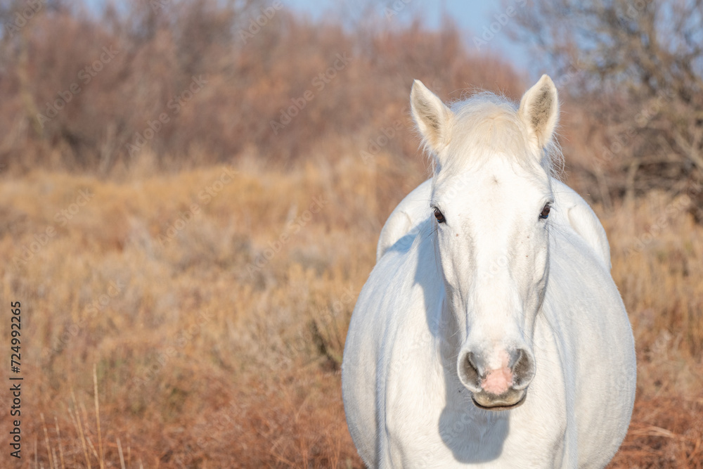 Cheval blanc de Camargue dans le sud de la France. Chevaux élevés en liberté au milieu des taureaux Camarguais dans les étangs de Camargue. Dressés pour être montés par des gardians. Cheval blanc de Camargue dans le sud de la France. Chevaux élevés en liberté au milieu des taureaux Camarguais dans les étangs de Camargue. Dressés pour être montés par des gardians.