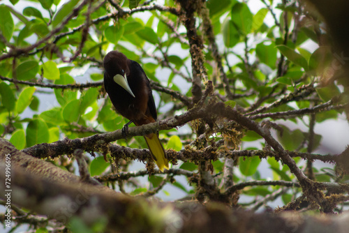 Crested Oropendola, Psarocolius Decumanus,  photo