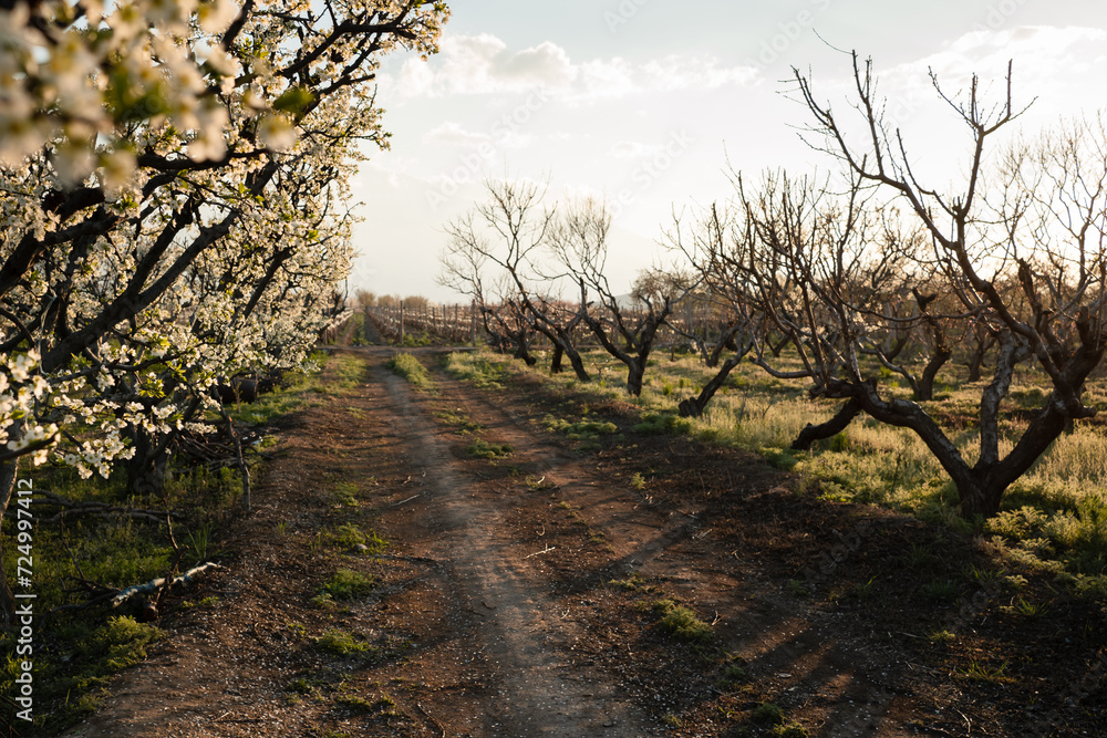 blooming fruit garden in spring at sunset time