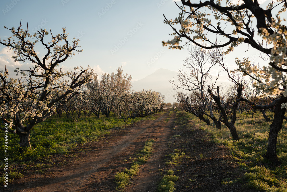 Springtime and blooming in fruit garden Springtime and blooming in fruit garden