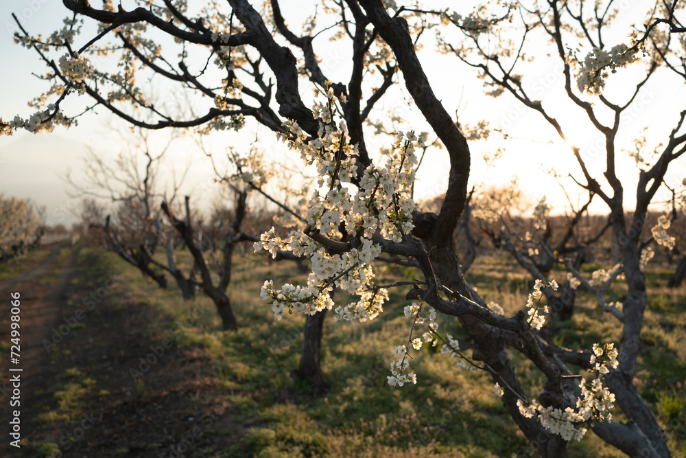 blooming apricot tree branch in the garden at sunset time blooming apricot tree branch in the garden at sunset time