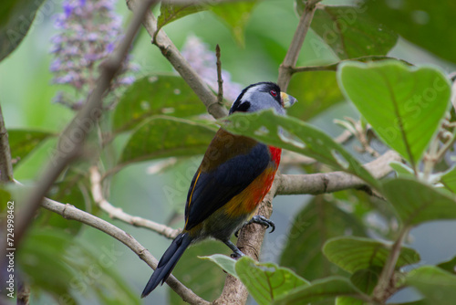 Semnornis Ramphastinus Toucan Barbet. Pájaro