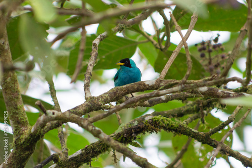 Chlorophanes Spiza Mielerito Verde. Macho