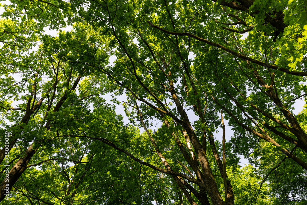 an oak tree with green foliage in the spring season an oak tree with green foliage in the spring season
