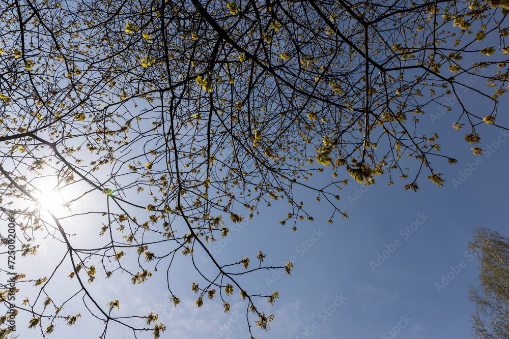 a flowering maple tree in the spring season, a spring park a flowering maple tree in the spring season, a spring park