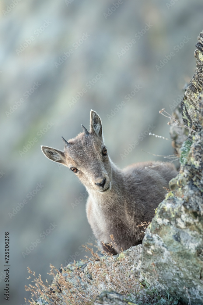 Newborn alpine ibex (Capra ibex) taking a rest on a hedge against rocks background. Alps Mountains, Italy