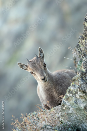 Obraz na płótnie Newborn alpine ibex (Capra ibex) taking a rest on a hedge against rocks background. Alps Mountains, Italy w salonie