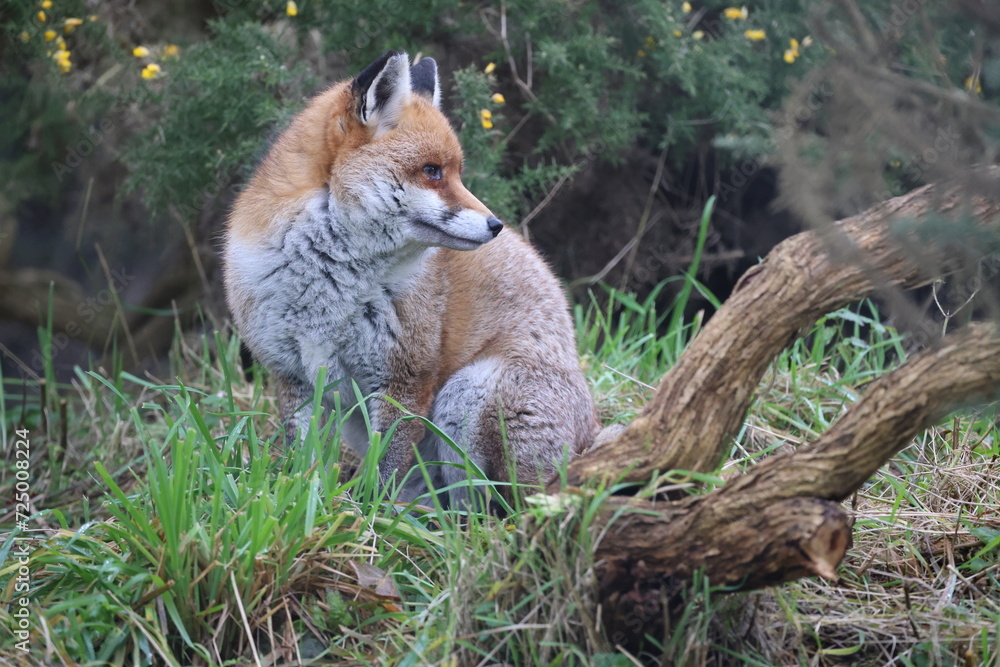 Lonely Fox Lonely Fox