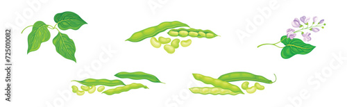 Soy Grain Legume or Pulse Crop with Green Pod and Beans Vector Set