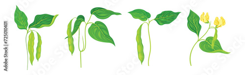 Soy Grain Legume or Pulse Crop with Green Pod and Beans Vector Set