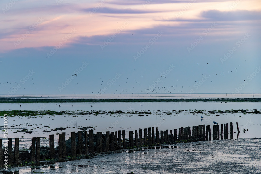 Sunrise view over mudflats with wooden breakwater near former harbor De Cocksdorp, Texel, The Netherlands during low tide with birds in water and in flight against feathered cloud sky 
