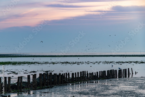 Sunrise view over mudflats with wooden breakwater near former harbor De Cocksdorp  Texel  The Netherlands during low tide with birds in water and in flight against feathered cloud sky 