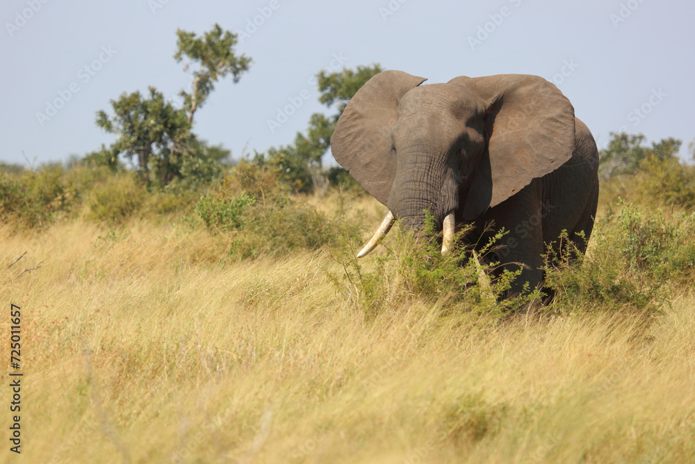 Afrikanischer Elefant / African elephant / Loxodonta africana