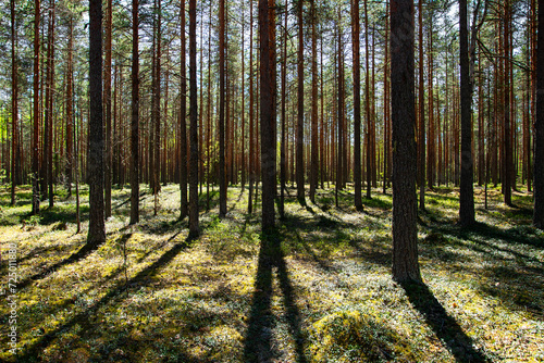 Fototapeta Naklejka Na Ścianę i Meble -  Pine forest on an autumn, sunny day.