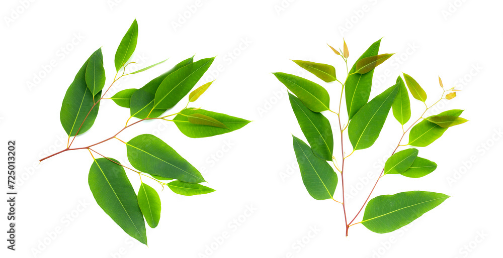 Eucalyptus leaves on white background. Eucalyptus leaves on white background.