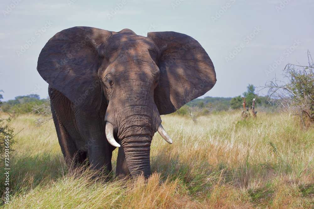 Fototapeta premium Afrikanischer Elefant / African elephant / Loxodonta africana
