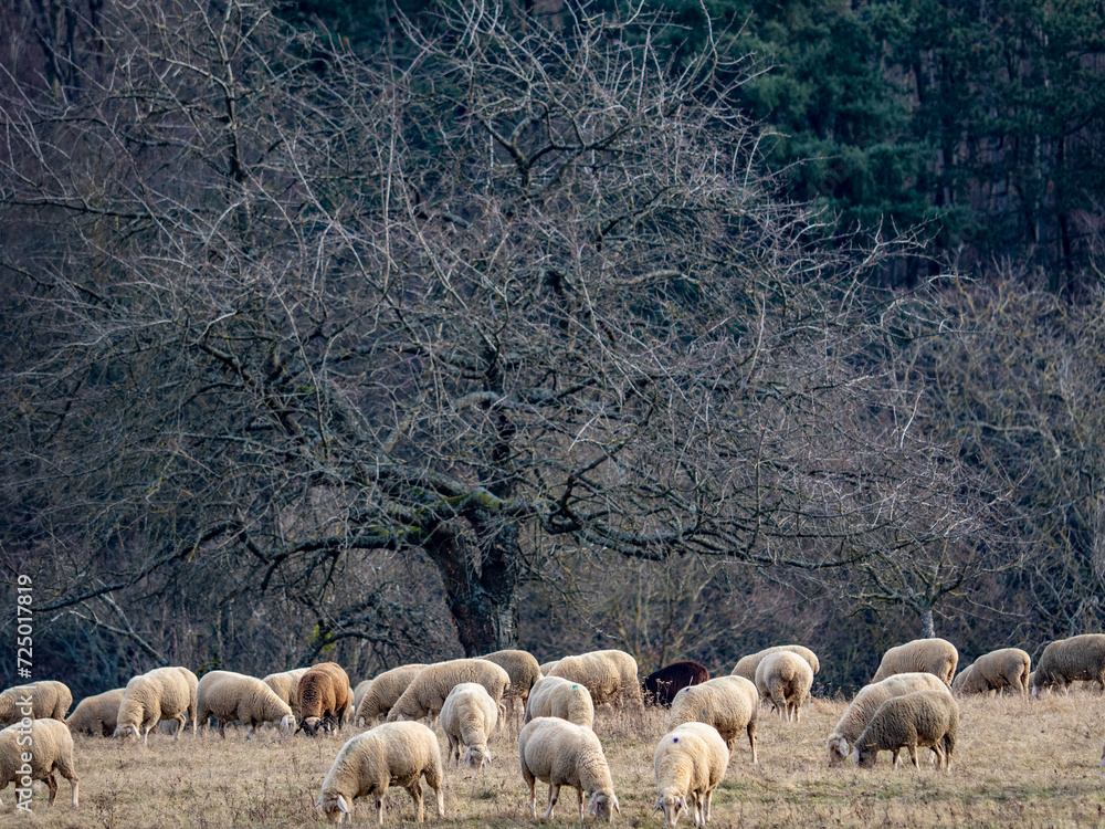 Obraz premium Schafe auf einer Weide am Waldrand