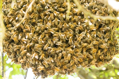 swarm of bees 