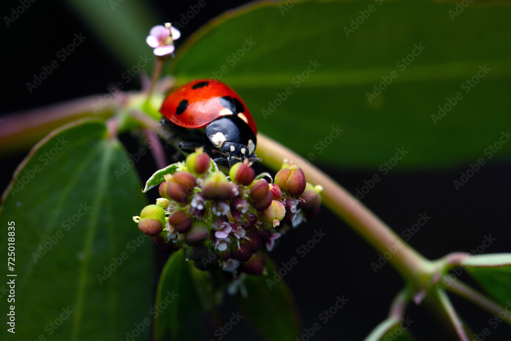 Ladybug closeup on a wildflower called Euphorbia nutans
Common name: Nodding spurge Ladybug closeup on a wildflower called Euphorbia nutans
Common name: Nodding spurge