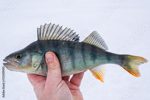 Perch in the hand - ice fishing trophy