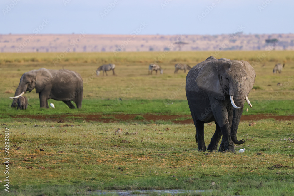 Elephans in Amboseli swamp landscape Elephans in Amboseli swamp landscape