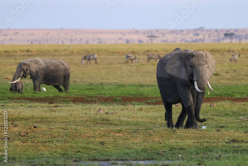 Elephans in Amboseli swamp landscape