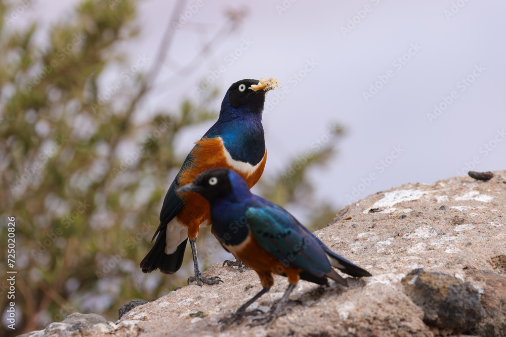 Fototapeta premium superb starling in Amboseli NP