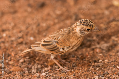 small bird in Amboseli NP