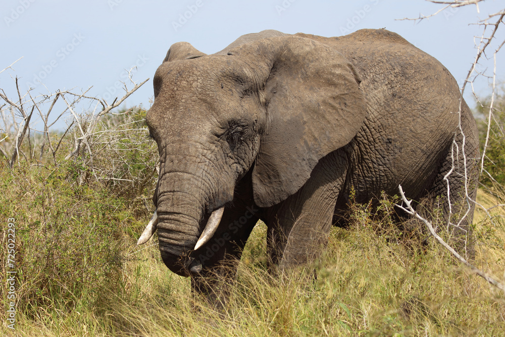 Obraz premium Afrikanischer Elefant mit verletztem Rüssel / African elephant with an injured trunk / Loxodonta africana..