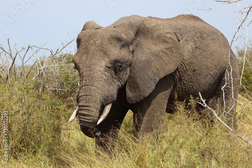 Afrikanischer Elefant mit verletztem R  ssel   African elephant with an injured trunk   Loxodonta africana..