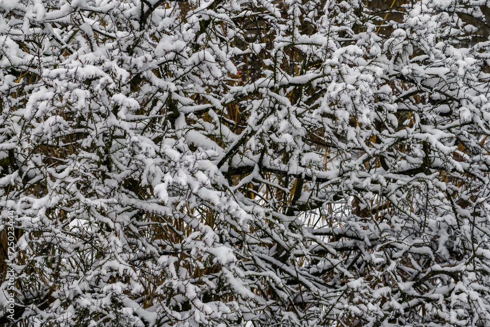 Winter sketch with snowy branches in forest Winter sketch with snowy branches in forest