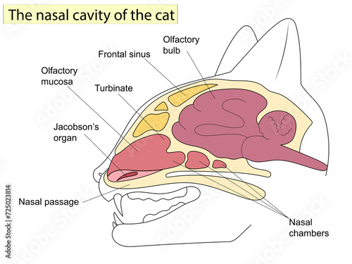 Sagittal section of a cat head. Anatomy of cats. For Basic Medical Education Also, veterinary medicine. photo
