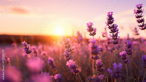 Purple lavender flowers blooming. Closeup shot at golden hour sunset. AI Generated 