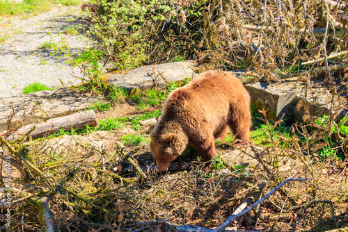 Bear in Bear Pit in Bern, Switzerland. Bear is a symbol of Bern city photo