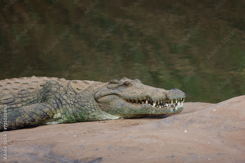 Obraz premium Nilkrokodil / Nile crocodile / Crocodylus niloticus