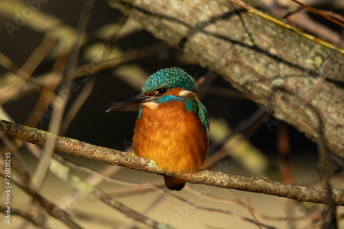 Eisvogel