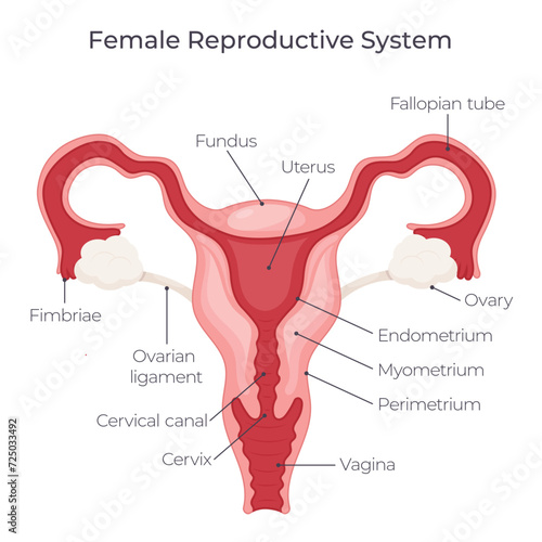 Female reproductive system vector illustration graphic diagram