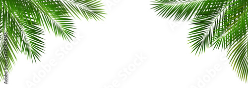 palm tree isolated on white background