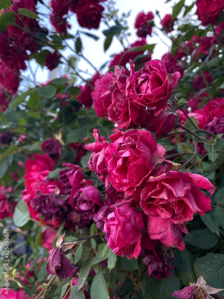 pink roses in garden