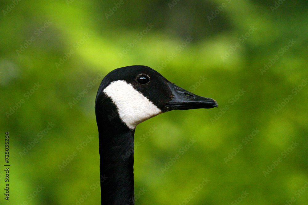 Horizontal close-up portrait of a Goose's head and neck against a greenish bokeh background. Horizontal close-up portrait of a Goose's head and neck against a greenish bokeh background.