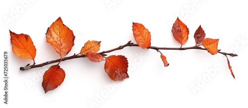 Isolated autumn leaf branch on a white background.