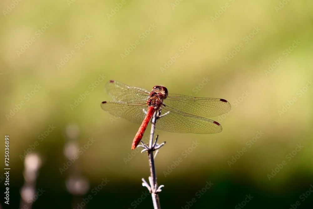 Männliche, große Heidelibelle mit ausgebreiteten Flügeln, Sympetrum striolatum, rote Libelle sitzt auf einem Halm, detailed high resolution makro close-up Männliche, große Heidelibelle mit ausgebreiteten Flügeln, Sympetrum striolatum, rote Libelle sitzt auf einem Halm, detailed high resolution makro close-up