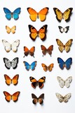 Colorful butterflies gathered together on a white surface. Perfect for nature-themed designs and projects