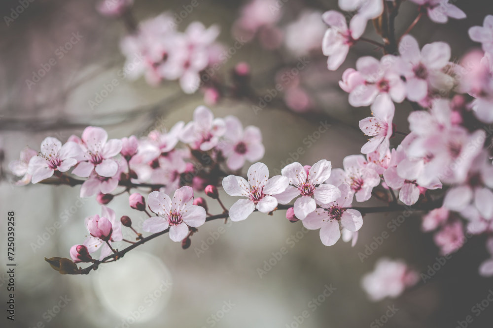 Obraz premium Frühling