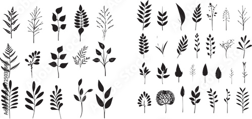 Beautiful plant with leaves black and white 