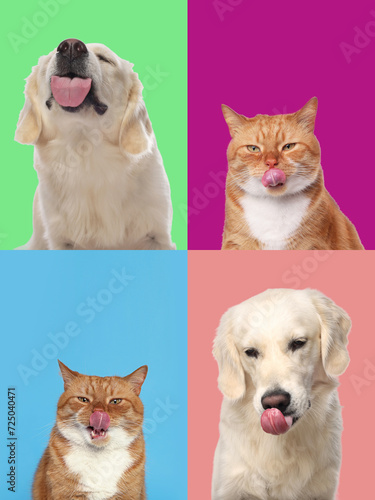 Cute Labrador Retriever and cat showing tongues, collection of photos on different colors backgrounds