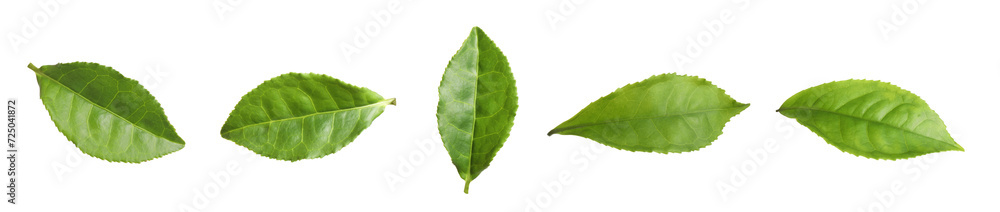 Fresh green tea leaves isolated on white, set Fresh green tea leaves isolated on white, set