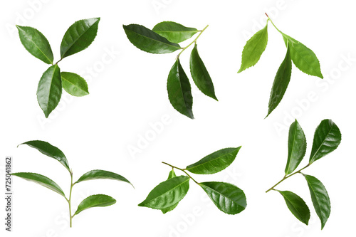 Fresh green tea leaves isolated on white  set