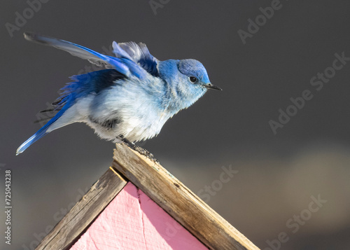 Mountain bluebird in Wnter photo